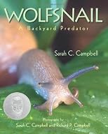 Wolfsnail: A Backyard Predator
