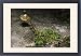 Framed Prints of JLM-7282 Norwegian Mugwort / Scottish Wormwood from Ardea Wildlife Pets