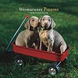 Weimaraner Puppies 2008 Mini Wall