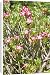 Canvas Prints of Flowers of Desert Rose from Ardea Wildlife Pets