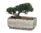 Artificial Mini Cedar Bonsai, Crackle Grey