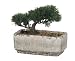 Artificial Mini Cedar Bonsai, Crackle Grey