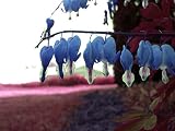 Bleeding Heart Seeds ★ Sapphire Blue ★ RARE ★ Hardy Shade Perennial ★ 20 Seeds