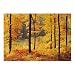 Autumn Forest Wall Mural - 12'9"x8'10"