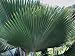 Close-Up of Fiji Fan Palm Plants (Pritchardia Pacifica) Photographic Poster Print, 12x16