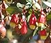 Grow Your Secret Garden Fuchsia Mallet Seeds