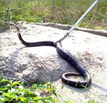 離れた場所から安全にヘビを捕獲!!!　軽量 アルミ製 ヘビ捕獲棒 [AF-SZ001]