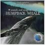 Sounds & Songs of the Humpback Whale
