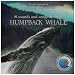 Sounds and Songs of the Humpback Whales