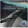 Sounds and Songs of the Humpback Whales