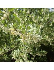 Elaeagnus umbellata: Autumn Olive Seeds