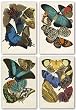Collection (Butterflies) Set by Winter Works 12"x8" Art Print Poster