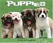 Book Just Puppies 2008 Calendar (Just)
