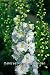 Plug Plants: Perennials: Pack of 6. Delphinium Pacific Giants Galahad