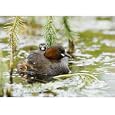 Photographic Prints of Little Grebe with chick on back North Norfolk summer from David Tipling'
