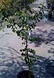 Plum Parfait Plumcot Tree -- 12 by 12 Inch Container
