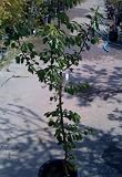 Plum Parfait Plumcot Tree Five Gallon