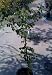 Plum Parfait Plumcot Tree Five Gallon