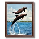 Bottle Nosed Dolphin Jumping In Air Animal Fish Sea Life Wall Picture Cherry Framed Art Print