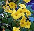 Lucky Gold Shamrock 50 Seeds -Oxalis valdiviensis- RARE