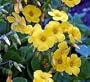 Lucky Gold Shamrock 50 Seeds -Oxalis valdiviensis- RARE