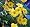 Lucky Gold Shamrock 50 Seeds -Oxalis valdiviensis- RARE