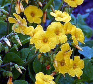 Lucky Gold Shamrock 50 Seeds -Oxalis valdiviensis- RARE