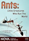 DVD : NOVA: Ants - Little Creatures Who Run the World