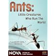 Ants: Little Creatures Who Run the World