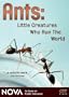 NOVA: Ants - Little Creatures Who Run the World