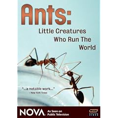 NOVA: Ants - Little Creatures Who Run the World by 