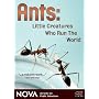 NOVA: Ants - Little Creatures Who Run the World