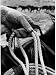 Close Up on Weather Beaten Hand of Whistle Mills Ranch Foreman Holding Rope Photographic Poster Print by John Loengard, 18x24