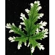 Frosted Scented Leaf Geranium - Pelargonium -Inside/Out