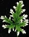 Frosted Scented Leaf Geranium
