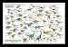 Dinosaur Evolution (Illustrated) Framed Art Poster Print - 24" X 36"
