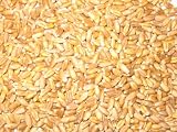 Wheat Grass Seeds! Hard Red Winter Wheat Wheatgrass Seeds 2 - LB Bag