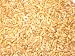 Wheat Grass Seeds! Hard Red Winter Wheat Wheatgrass Seeds 2 - LB Bag