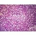 Amphibian Smooth Muscle, teased, Microscope Slide Amphibian Smooth Muscle, teased, Microscope Slide