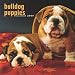 Bulldog Puppies 2009 Square Wall Calendar