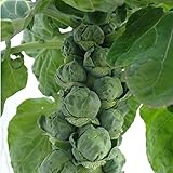 芽キャベツ3号ポット 6株セット[メキャベツの苗]