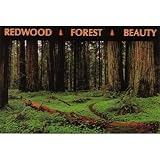 382598 - Oregon Postcard Gb098Bp Redwood Forest Case Pack 750