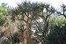 Desert Tree 20x30 poster - Photos - 21700-6P2030