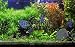 Wallmonkeys Peel and Stick Wall Decals - A Planted Freshwater Aquarium with Discus Fish. - Removable Graphic