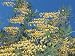 Close-Up of Flowers of a Golden Chain Tree (Laburnum Anagyroides) Photographic Poster Print by S. Montanari, 24x32