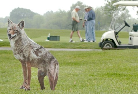 COYOTE Decoy Replica Goose Repeller by BirdX