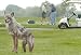 Outdoor Living : COYOTE Decoy Replica Goose Repeller by BirdX