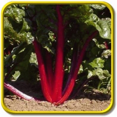 Everwilde Farms - 1 Oz Rhubarb Red Swiss Chard Seeds - Gold Vault