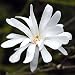 Royal Star Magnolia stellata - Pure White! - Very Hardy