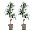 TWO 6' Yucca Tripled Artificial Trees Silk Plants, with No Pot,